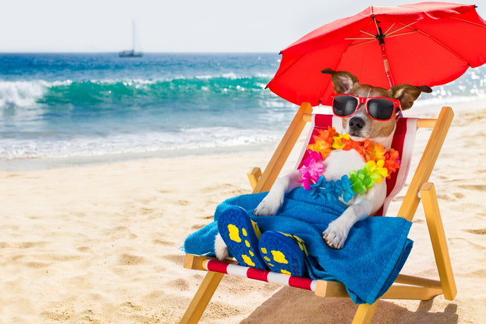 7 Summer Safety Tips for Dogs