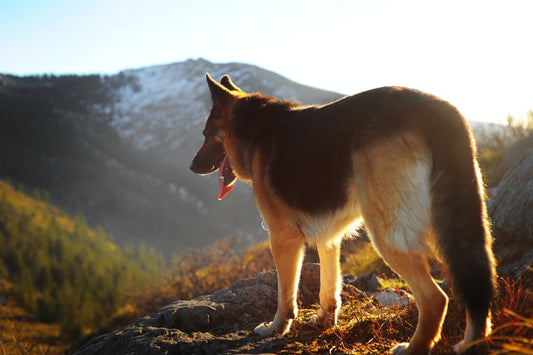 Your Dog’s Health on a Raw Meat Diet